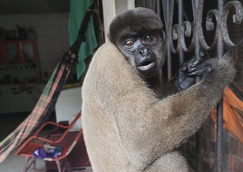 Machucado, macaco-barrigudo é resgatado em Manaus 