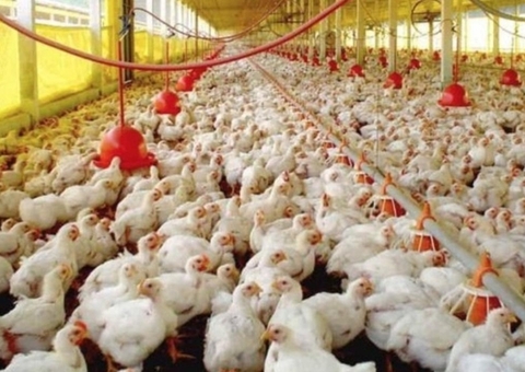 Brasil vai se declarar livre da gripe aviária