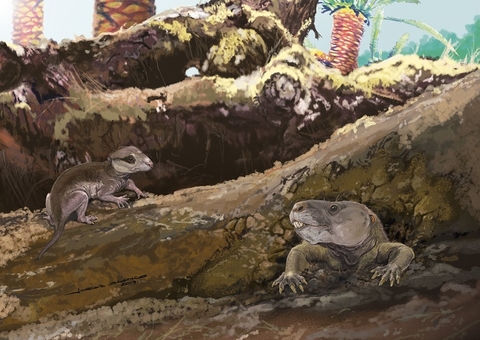 Fóssil descoberto no Brasil é mamífero mais antigo do mundo