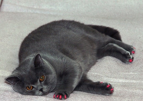 Obesidade nos pets, conseguimos saber de quem é a culpa?