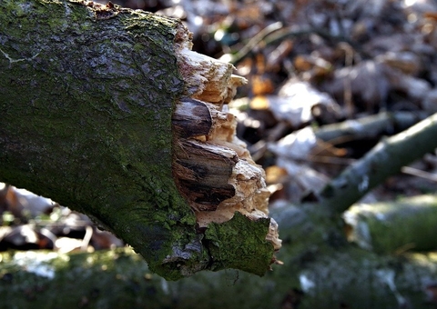 Serrador morre após cair de árvore enquanto trabalhava no Amazonas