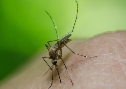 Com 1.116 mortes por dengue em 2024, Brasil ultrapassa total registrado em 2023