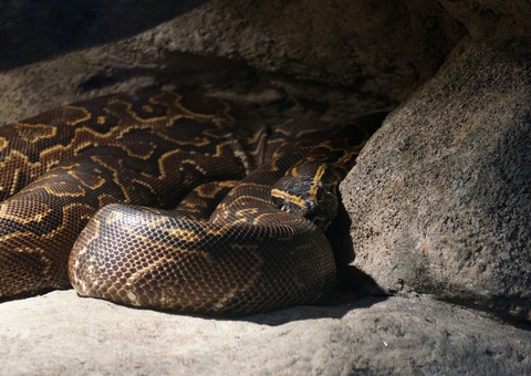 Homem flagra briga bizarra entre duas cobras naja e piton; Assista 
