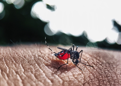 Brasil registra 94 mortes por dengue; BH decreta emergência