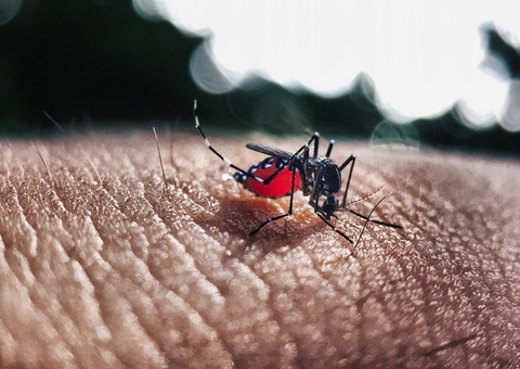 Aedes aegypti vira adulto em até 10 dias e pode gerar até 1.500 mosquitos