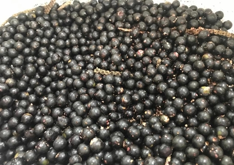 Estudo genético do açaí do Amazonas busca maior produtividade do fruto