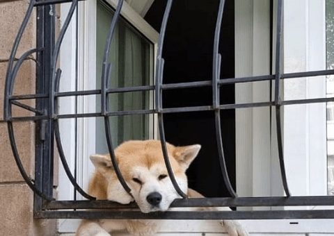 Justiça condena tutora que viajou e deixou cão m0rrer trancado em apartamento