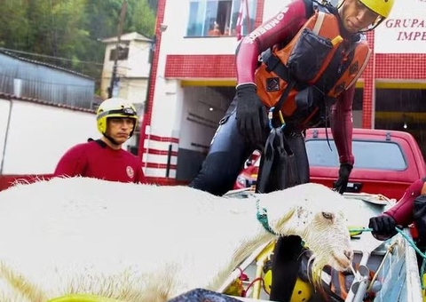 Cabra fica presa em porta-malas durante alagamento em Petrópolis