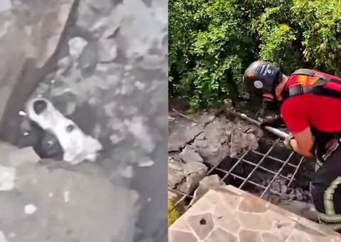 Cachorro cai em bueiro de 4 metros e é resgatado pelos bombeiros em Manaus