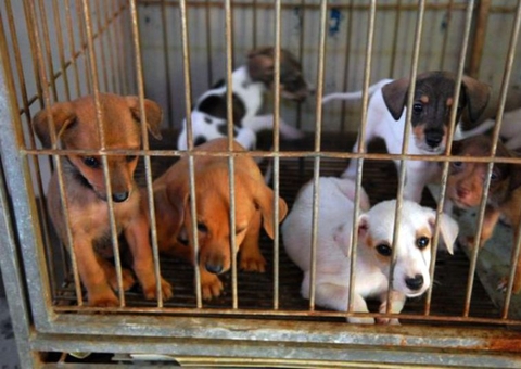 Zoonose ganha centro de tratamento em Apuí por R$ 460 mil