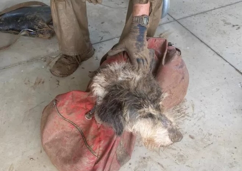 Cachorra é encontrada em caverna depois de dois meses desaparecida