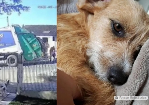 Cadela é atropelada e jogada em triturador de caminhão de lixo