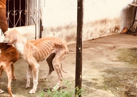 Mais de 3 mil denúncias de crimes foram realizadas no Amazonas em 4 meses