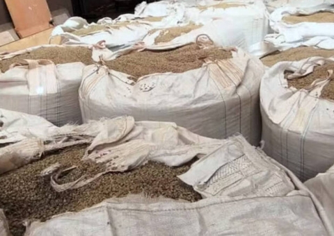 Com preço em alta, ladrões furtam até café no pé em Minas Gerais