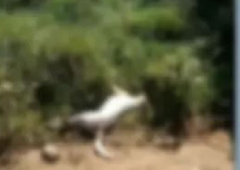 Idoso suspeito de amarrar cachorro em carro e arrastá-lo até a morte é preso