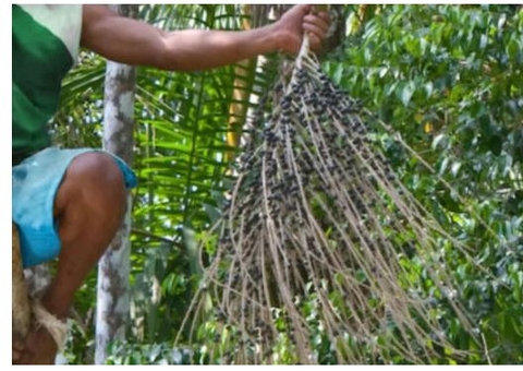 Homem é absolvido pela Justiça por ter furtado cachos de açaí para se alimentar