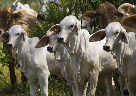 Amazônia perdeu 44,5 milhões de pastagens em 35 anos e levanta alerta 