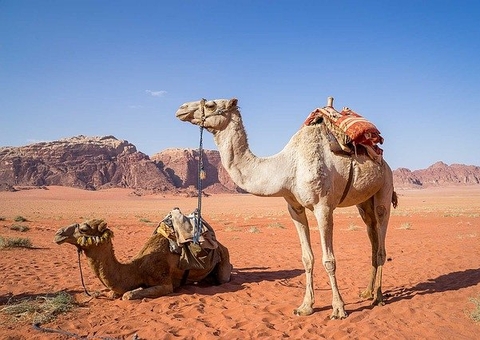 Desaparecimento de camelos coloca em risco tradição milenar na Índia
