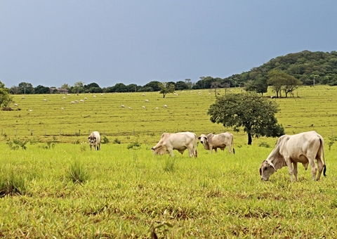 Produtor rural poderá regularizar cadastro ambiental pela internet