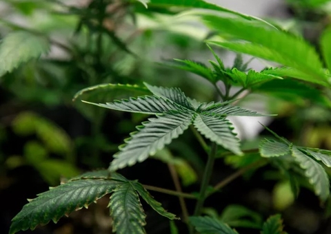 Conselho Federal de Medicina suspende resolução que restringiu canabidiol