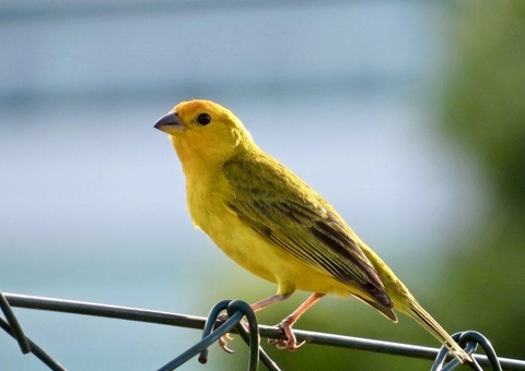 Homem é condenado por transportar mais de 300 canários escondidos em malas em Manaus