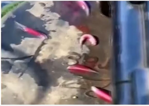 Caiaque de pescador fica ‘recheado’ de candirus no Rio Madeira; vídeo