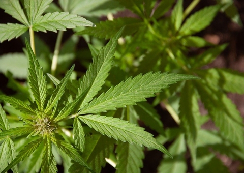 Anvisa autoriza mais três produtos derivados de Cannabis