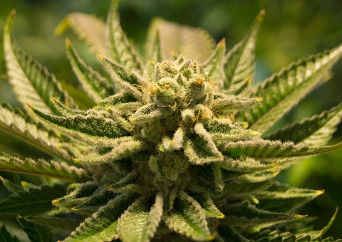 Anvisa proíbe importação de cannabis para uso medicinal