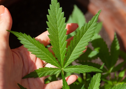 Homem ganha autorização do STJ para cultivar até 354 plantas cannabis por ano