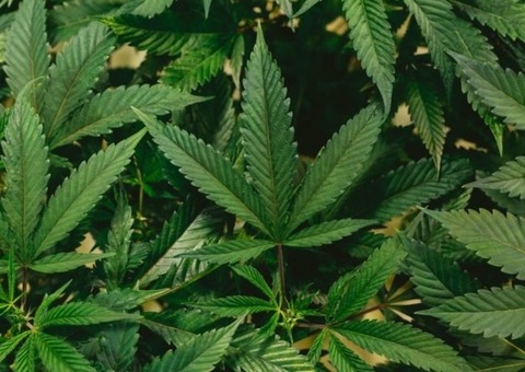 Juiz autoriza empresa a fabricar produtos derivados da cannabis