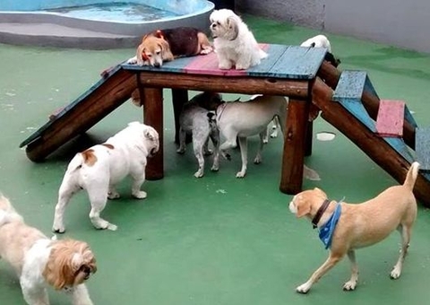 Creches para cães oferecem de natação a festa de aniversário