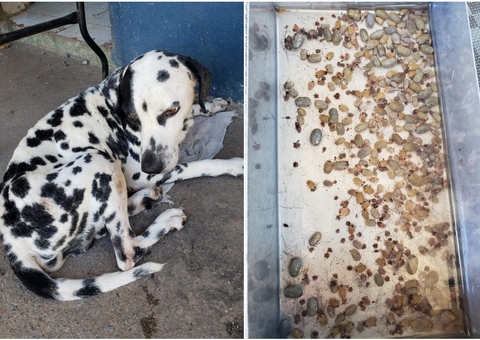 Cão amarrado em fio e com centenas de carrapatos é resgatado após denúncia