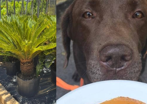 Como a morte do labrador Pudim acende alerta para plantas tóxicas espalhadas por SP