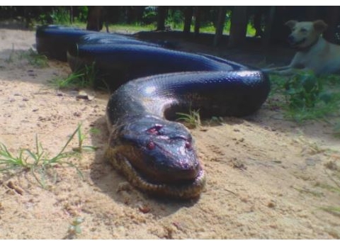 Sucuri gigante é morta após atacar cachorro que brincava com criança