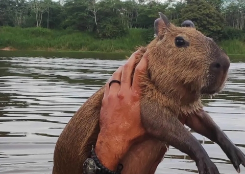 Ibama diz que Filó permanecerá na triagem até que seja devolvida à natureza