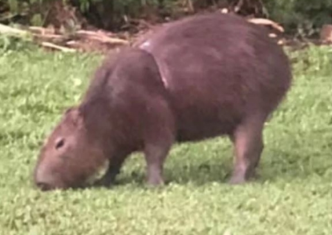 Polícia tenta resgatar capivara que está ferida com arame farpado no corpo