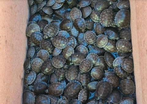 Barco carregado de tartarugas é apreendido no Amazonas