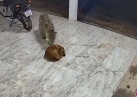 Vídeo mostra onça invadindo casa e matando cachorro no Mato Grosso