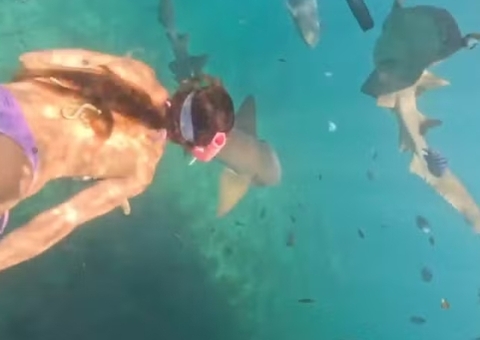 Turista é mordida por tubarão-lixa durante mergulho em Fernando de Noronha; vídeo