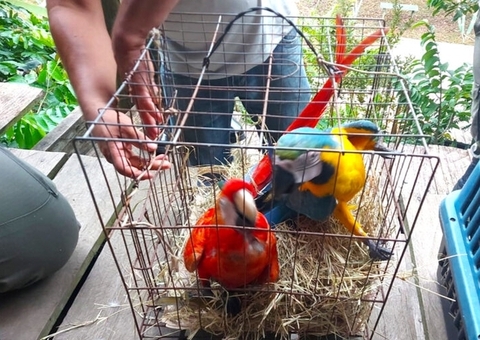 PC prende grupo que explorava animais silvestres para fotos com turistas em Iranduba