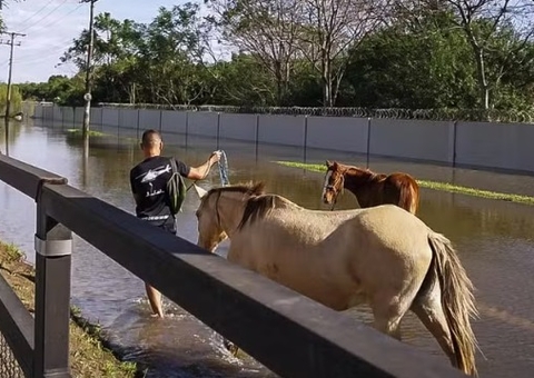 Cerca de 10 mil animais já foram resgatados das enchentes do RS 