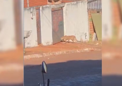 Onça é flagrada passeando por ruas de cidade e assusta moradores; veja vídeo