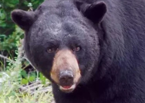 Urso mata idoso de 89 anos e seu cachorro em ataque inédito na Flórida