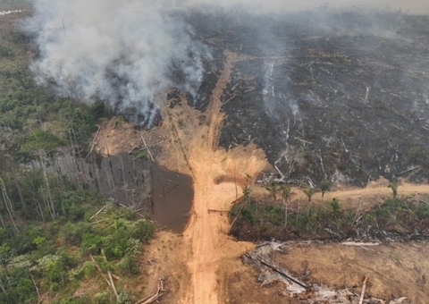 Responsáveis por desmatamento na Amazônia são condenados a restaurar áreas degradadas