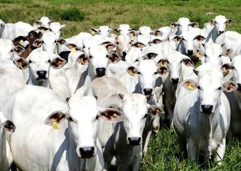 Casos de raiva animal são registrados em rebanho do interior do Amazonas