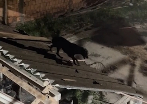 Cadela é resgatada após passar mais de 2 horas presa em telhado em Parintins