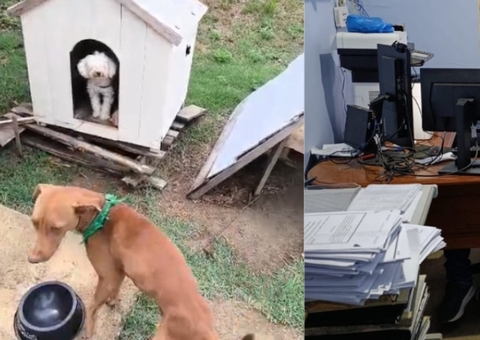 Cães salvam menina de 10 anos de tentativa de estupro no Amazonas