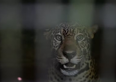 Onça-pintada baleada no Rio Negro é devolvida à natureza; relembre caso