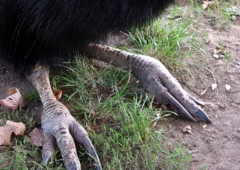 Filhote de ave mais perigosa do mundo nasce em cativeiro; dinossauro velociraptor