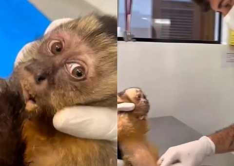 Macaca é baleada na zona Sul do Rio e corre risco de ficar paraplégica